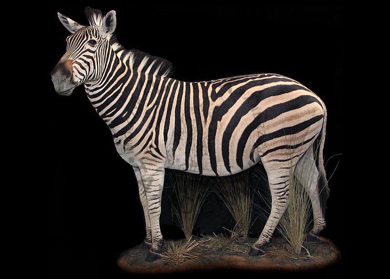Zebra Hartmanna, Equus zebra hartmannae