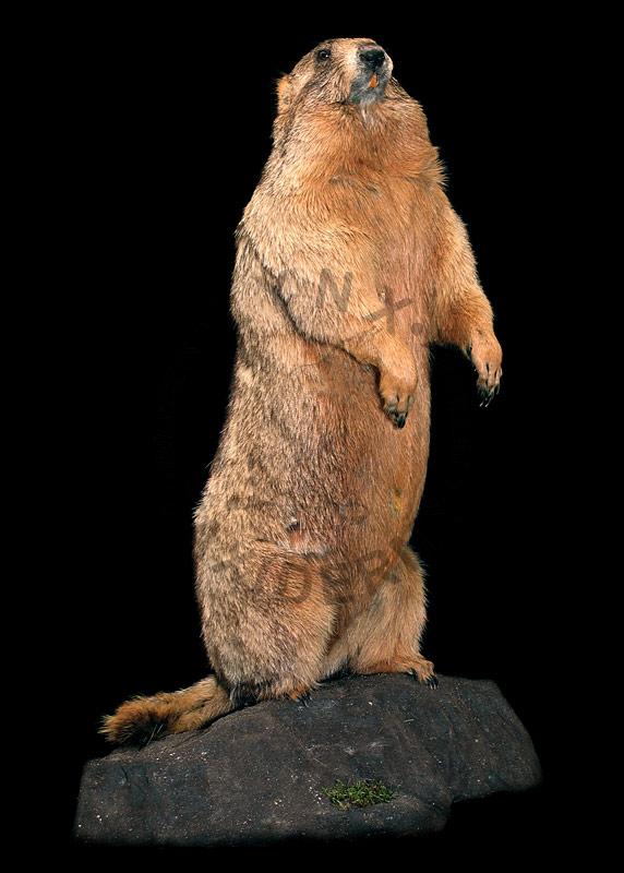 Bobak    Marmota bobac