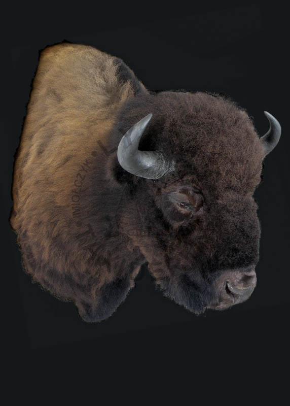 Bizon amerykański    Bison bison