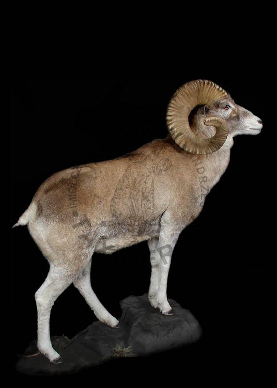 Marco-polo (archar, owca pamirska)      Ovis ammon polii