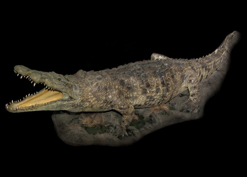 Krokodyl nilowy    Crocodylus niloticus