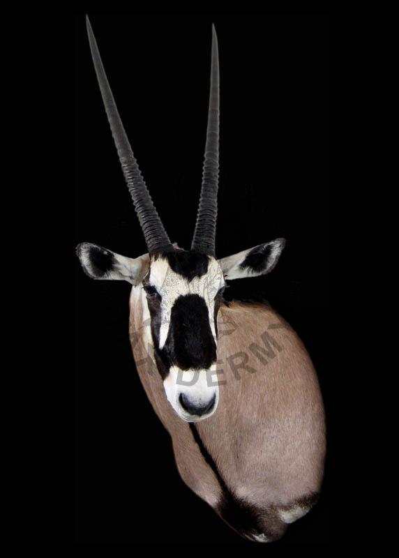 Oryks     Oryx gazella