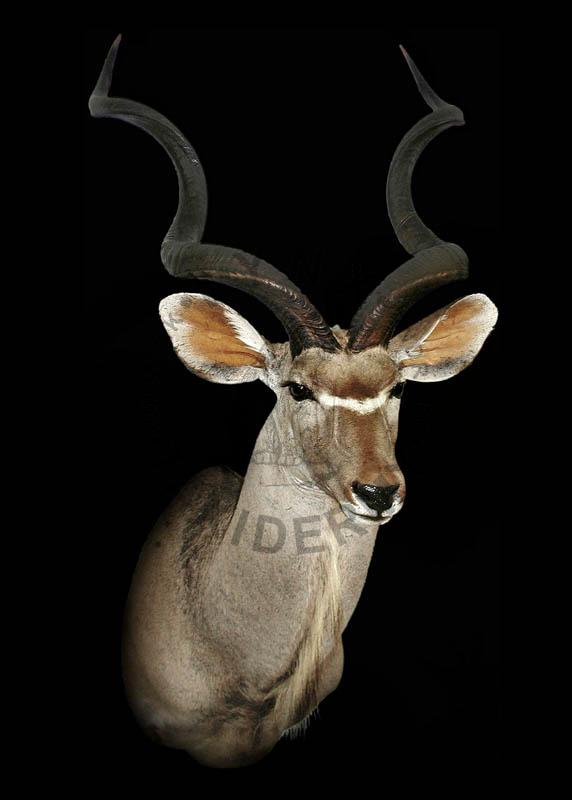 Kudu    Tragelaphus strepsiceros