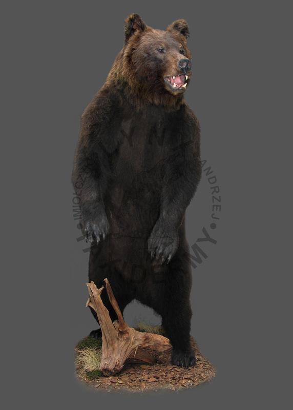 Niedźwiedź brunatny    Ursus arctos