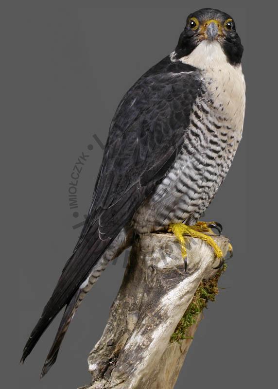 Sokół wędrowny    Falco peregrinus