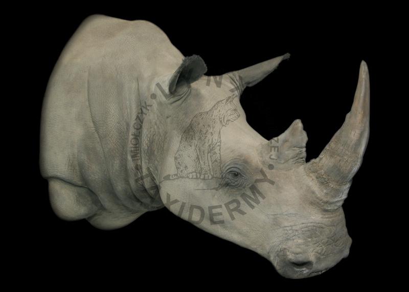 Nosorożec biały    Ceratotherium simum
