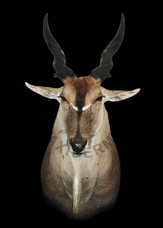Eland    Taurotragus oryx