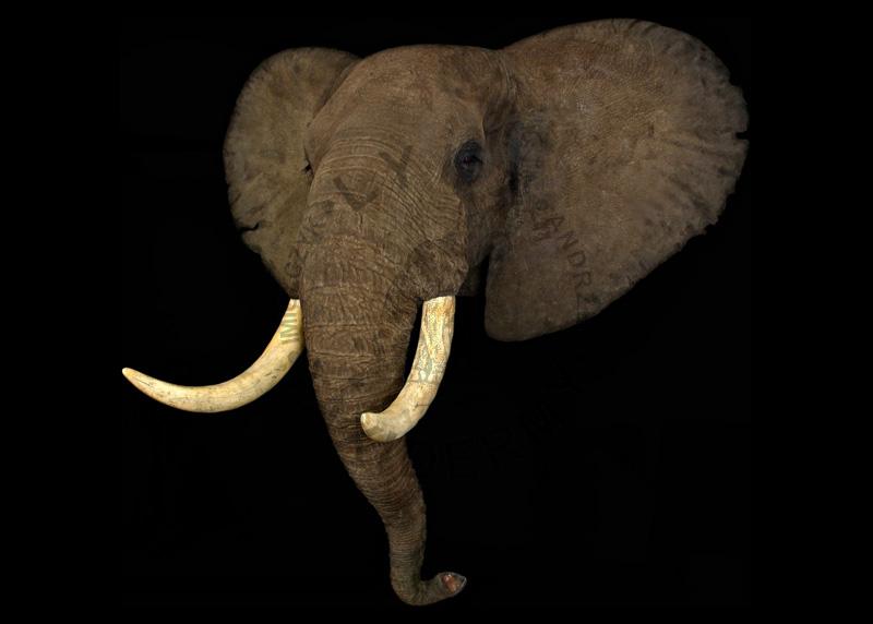 Słoń afrykański    Loxodonta africana
