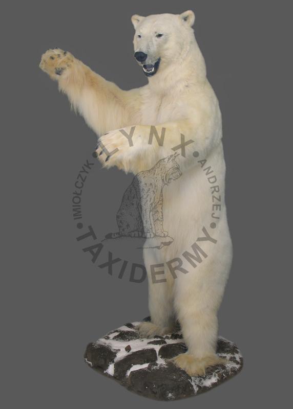 Niedźwiedź polarny (biały)    Thalarctos maritimus