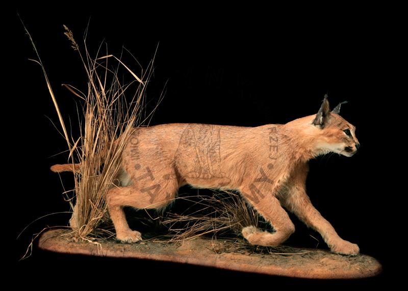 Karakal (ryś stepowy)    Caracal caracal syn. Lynx caracal, Felis caracal