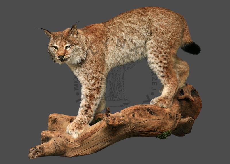 Ryś syberyjski    Lynx lynx wrangeli
