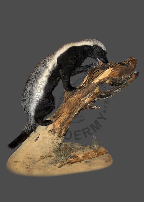 Ratel (miodożer)    Mellivora capensis