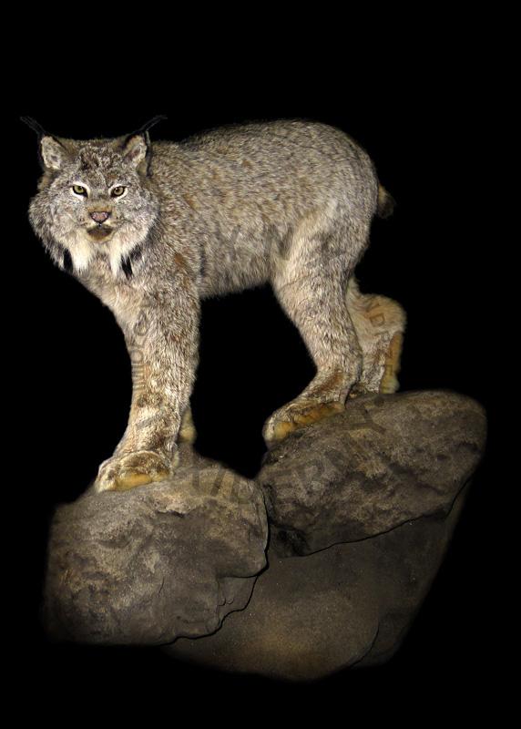Ryś kanadyjski    Lynx canadensis