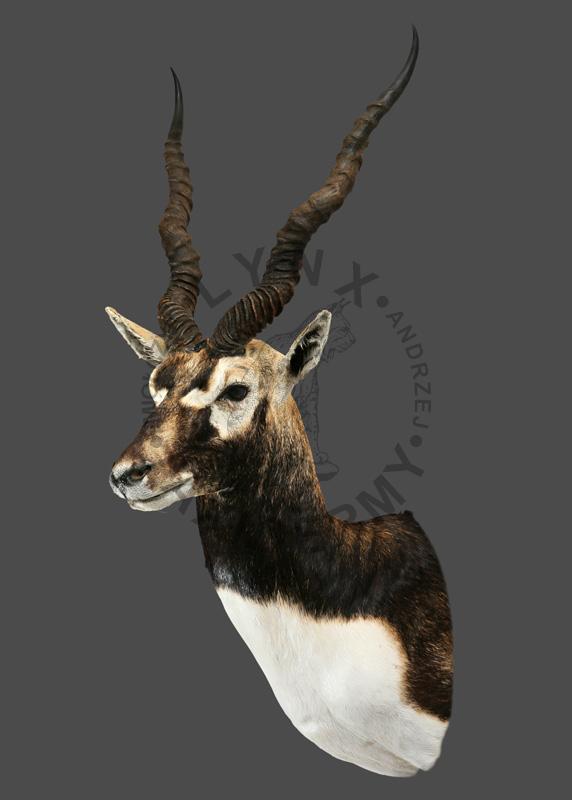Garna    Antilope cervicapra