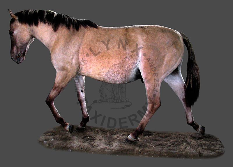 Koń Przewalskiego    Equus przewalskii
