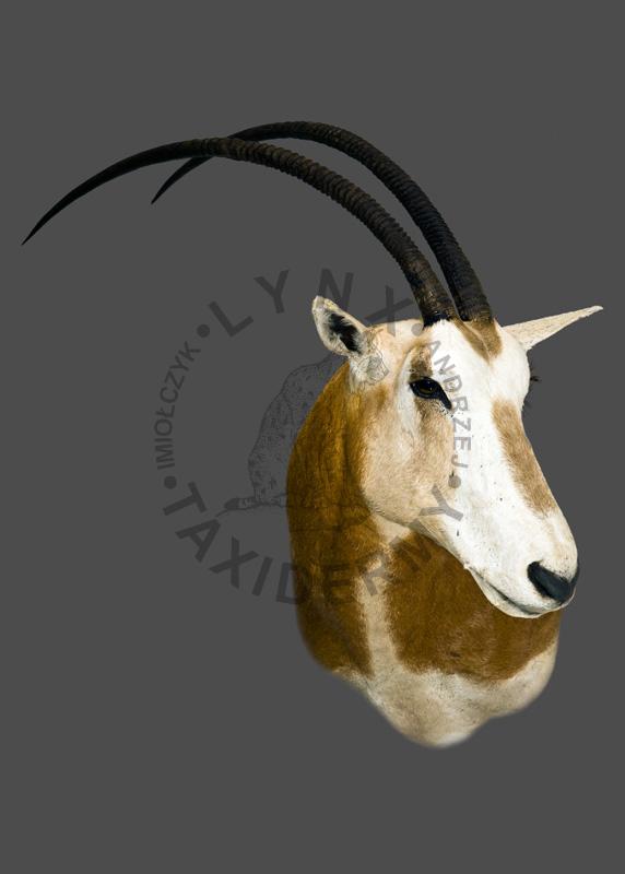 Oryks szablorogi    Oryx dammah