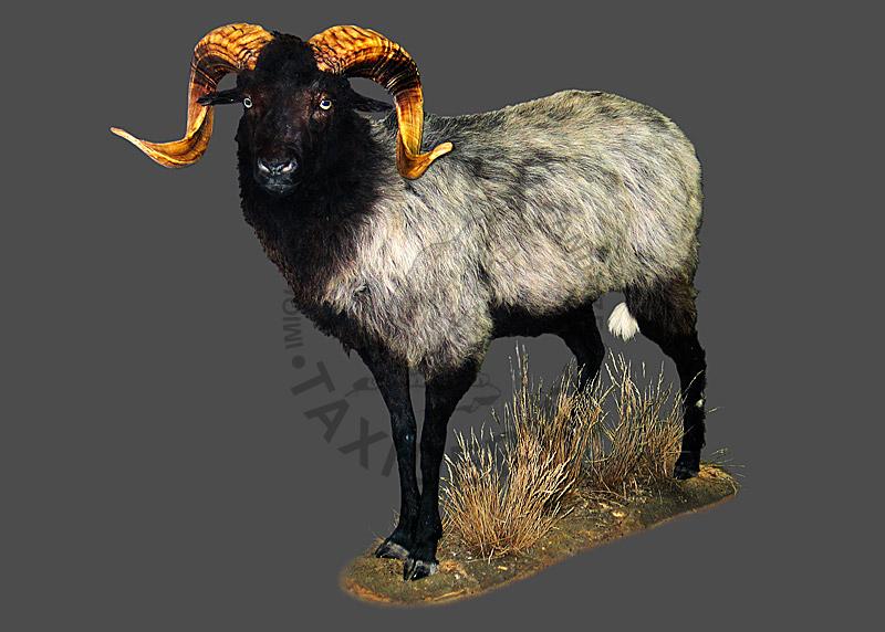 Owca teksańska (rasa owcy domowej)    Ovis aries