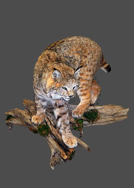 Ryś rudy (bobcat)    Lynx rufus
