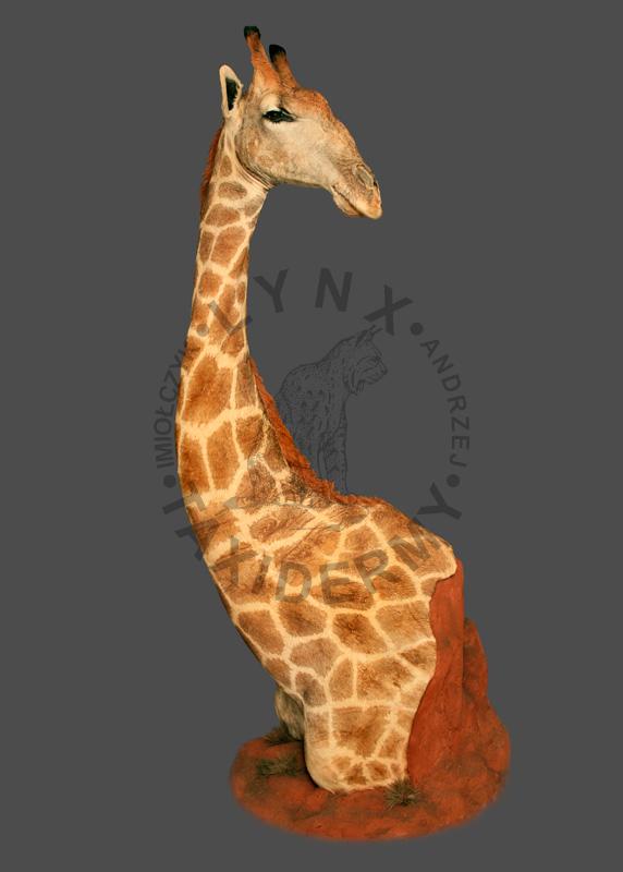 Żyrafa    Giraffa camelopardalis