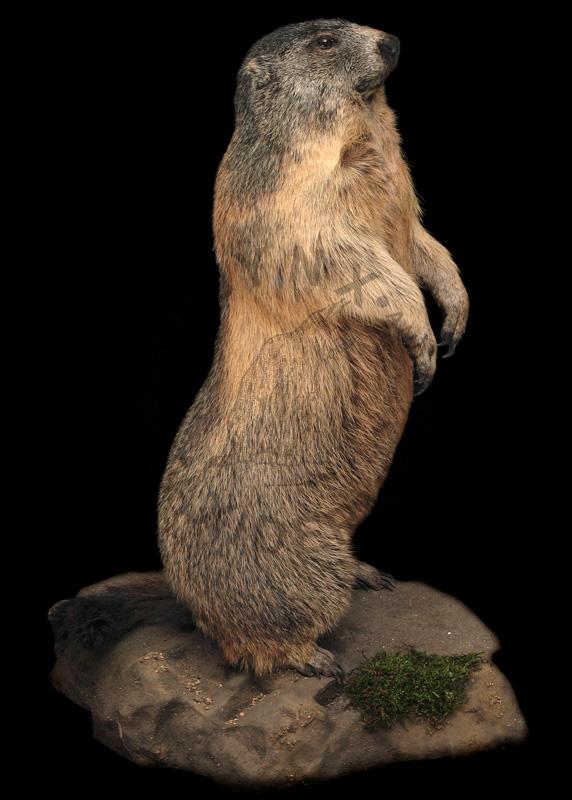 Świstak    Marmota marmota