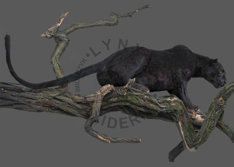 Lampart czarny (tzw. czarna pantera)    Panthera paradus