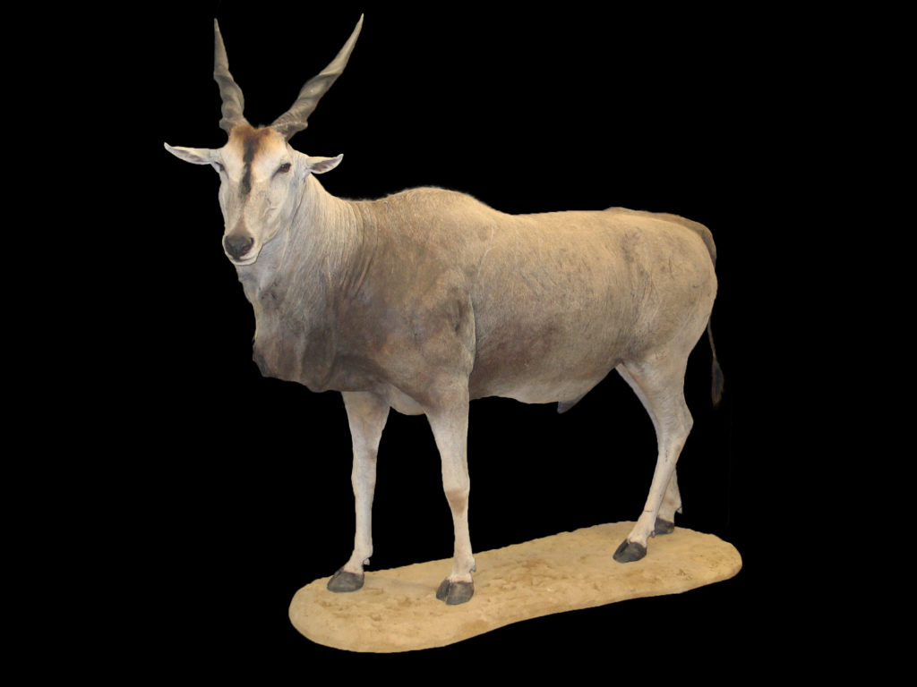Eland Taurotragus oryx