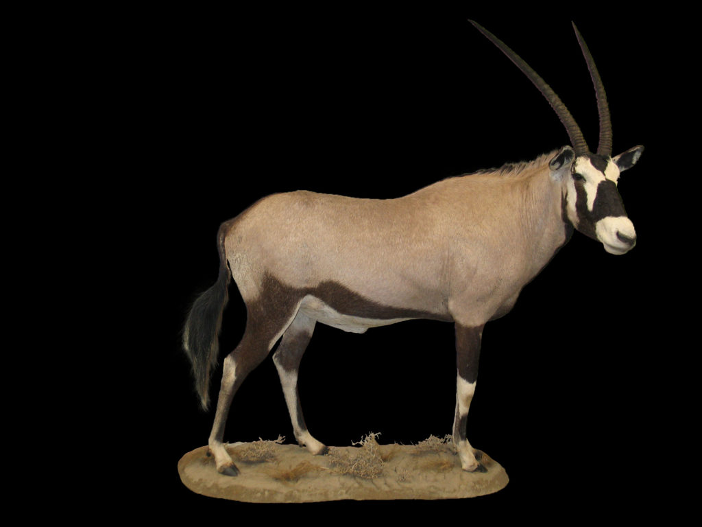 Oryks Oryx