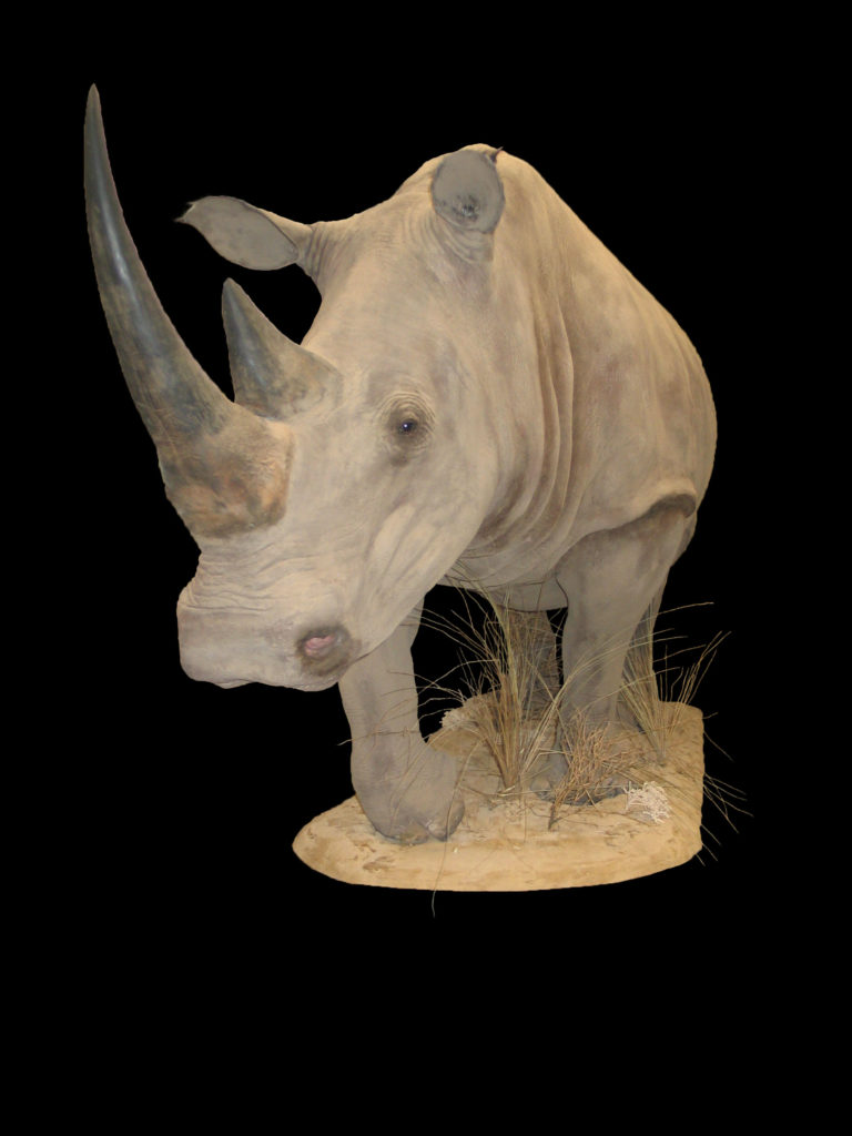 Nosorożec biały Ceratotherium simum